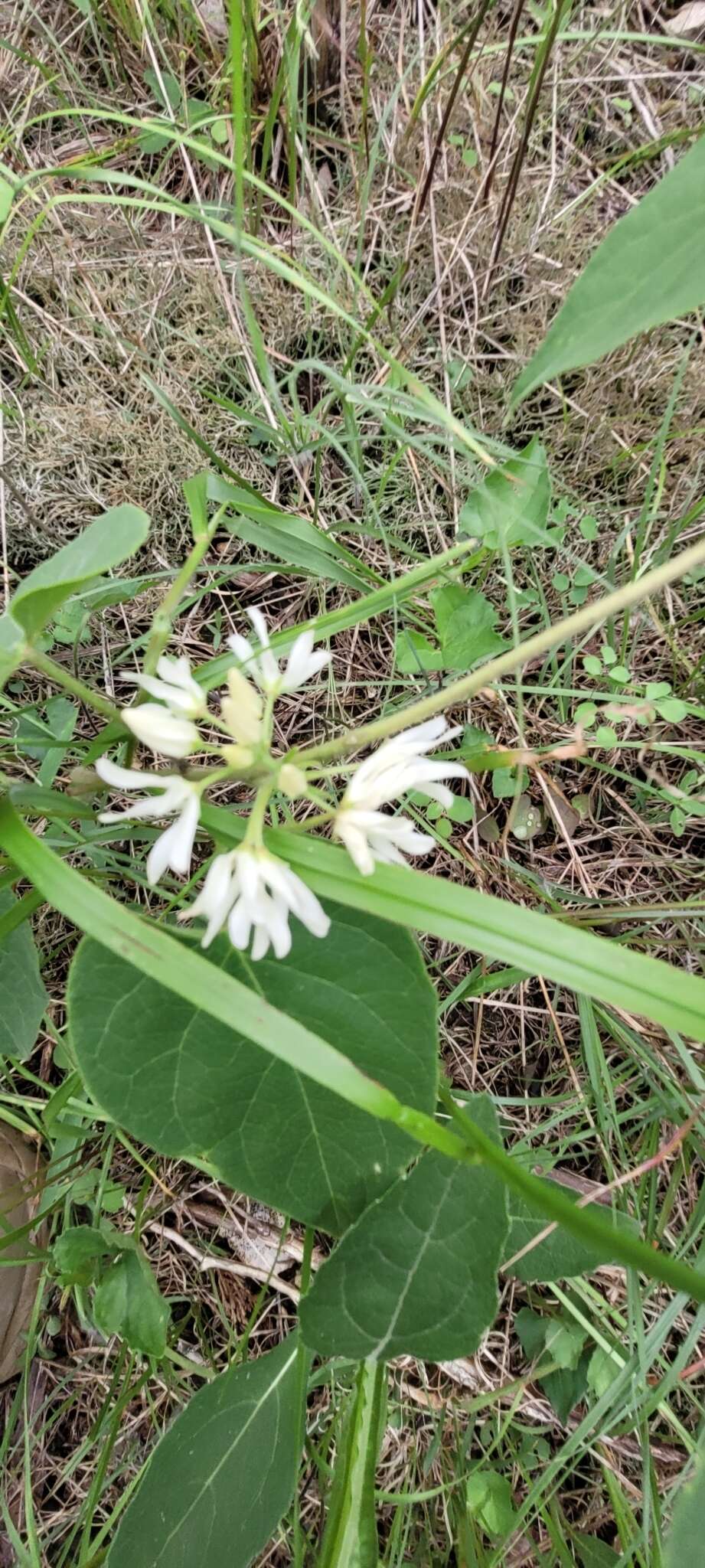 Image de Matelea baldwyniana (Sweet) R. E. Woodson