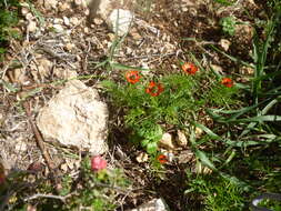 Image of Adonis microcarpa DC.