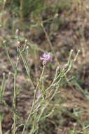 Image of Centaurea arenaria Bieb. ex Willd.