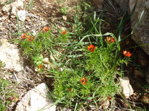 Image of Adonis microcarpa DC.