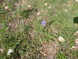 Image of Barbary Nut Iris