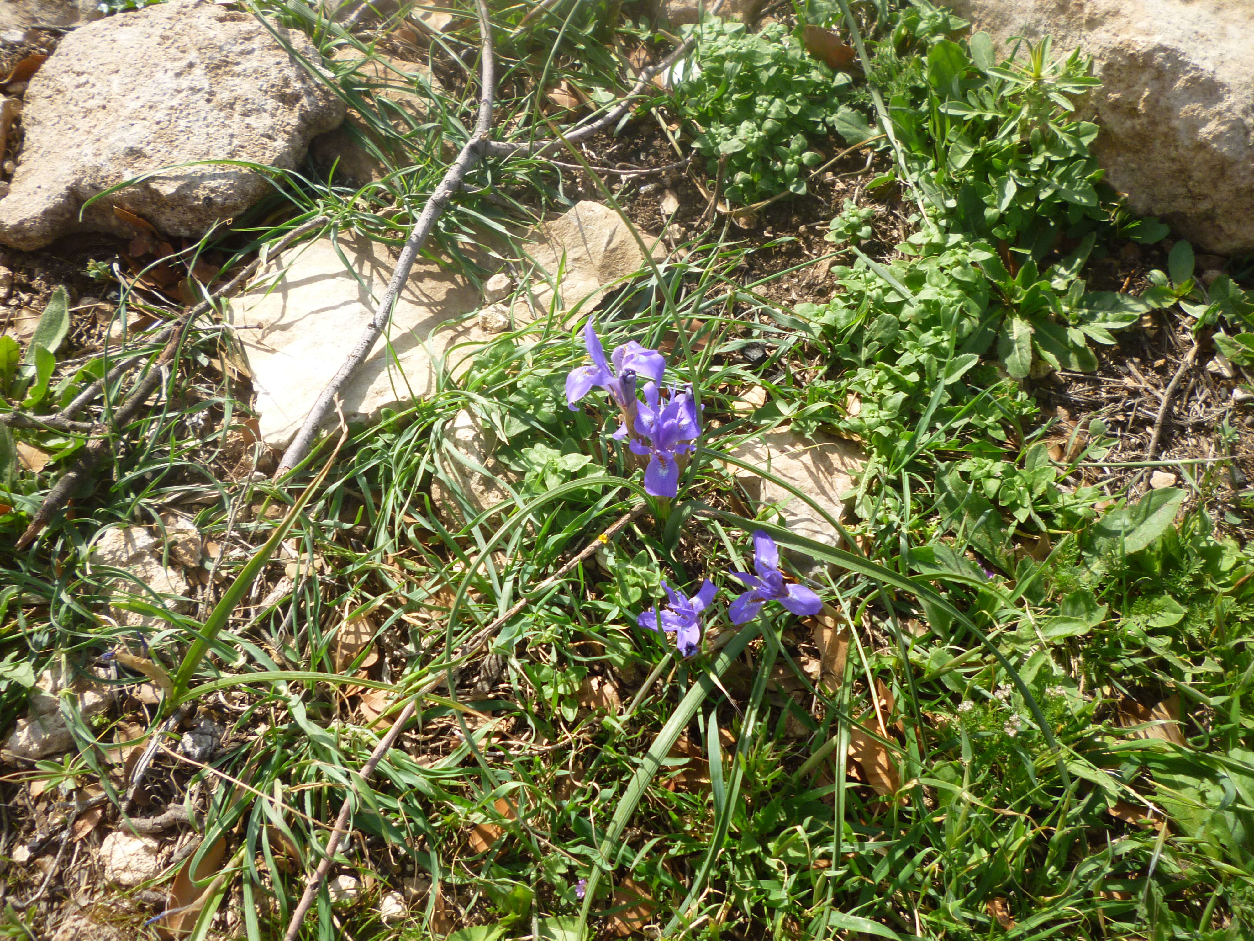 Image of Barbary Nut Iris