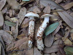 Слика од Tricholoma dulciolens Kytöv. 1989