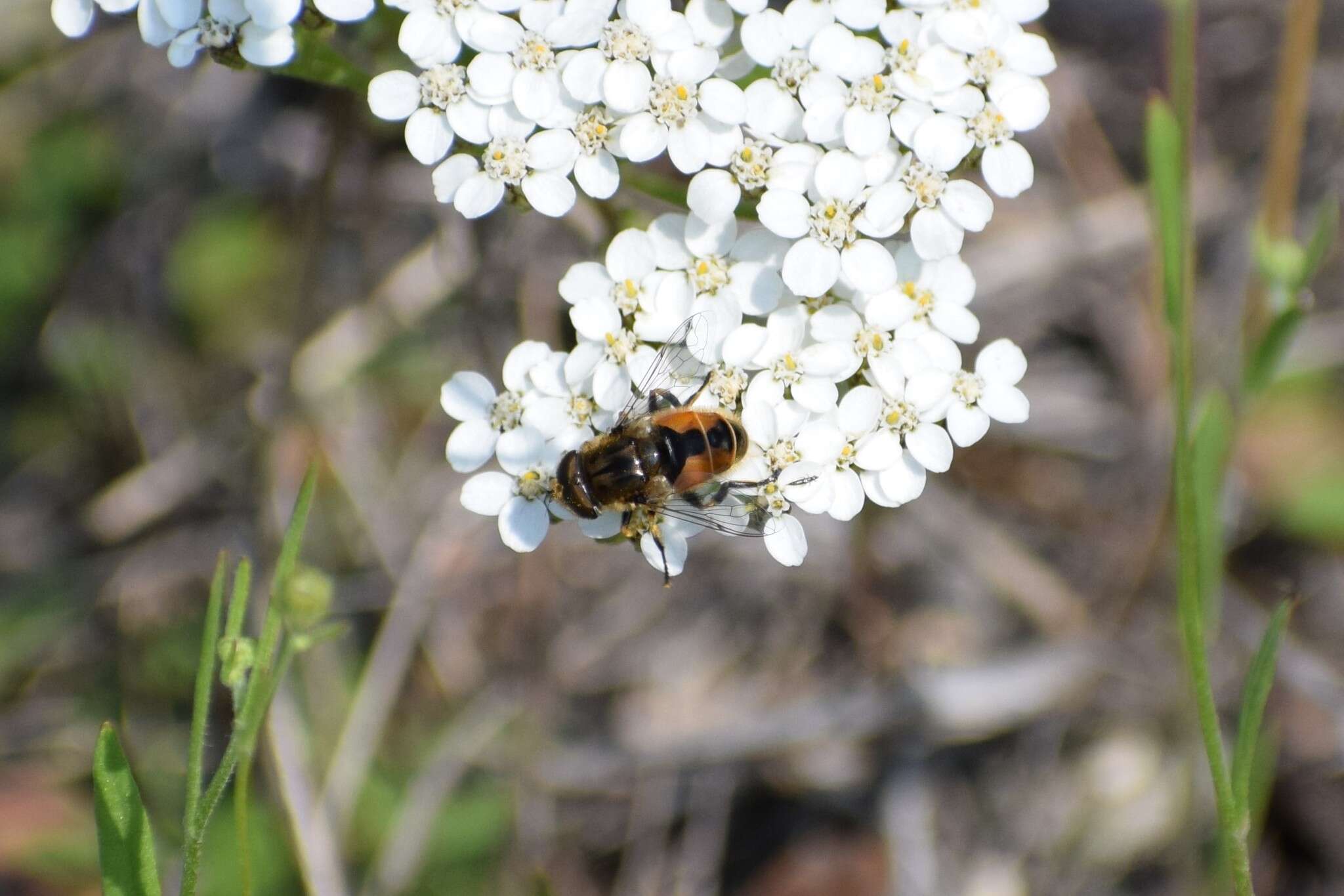 Image of Eristalis brousii Williston 1882