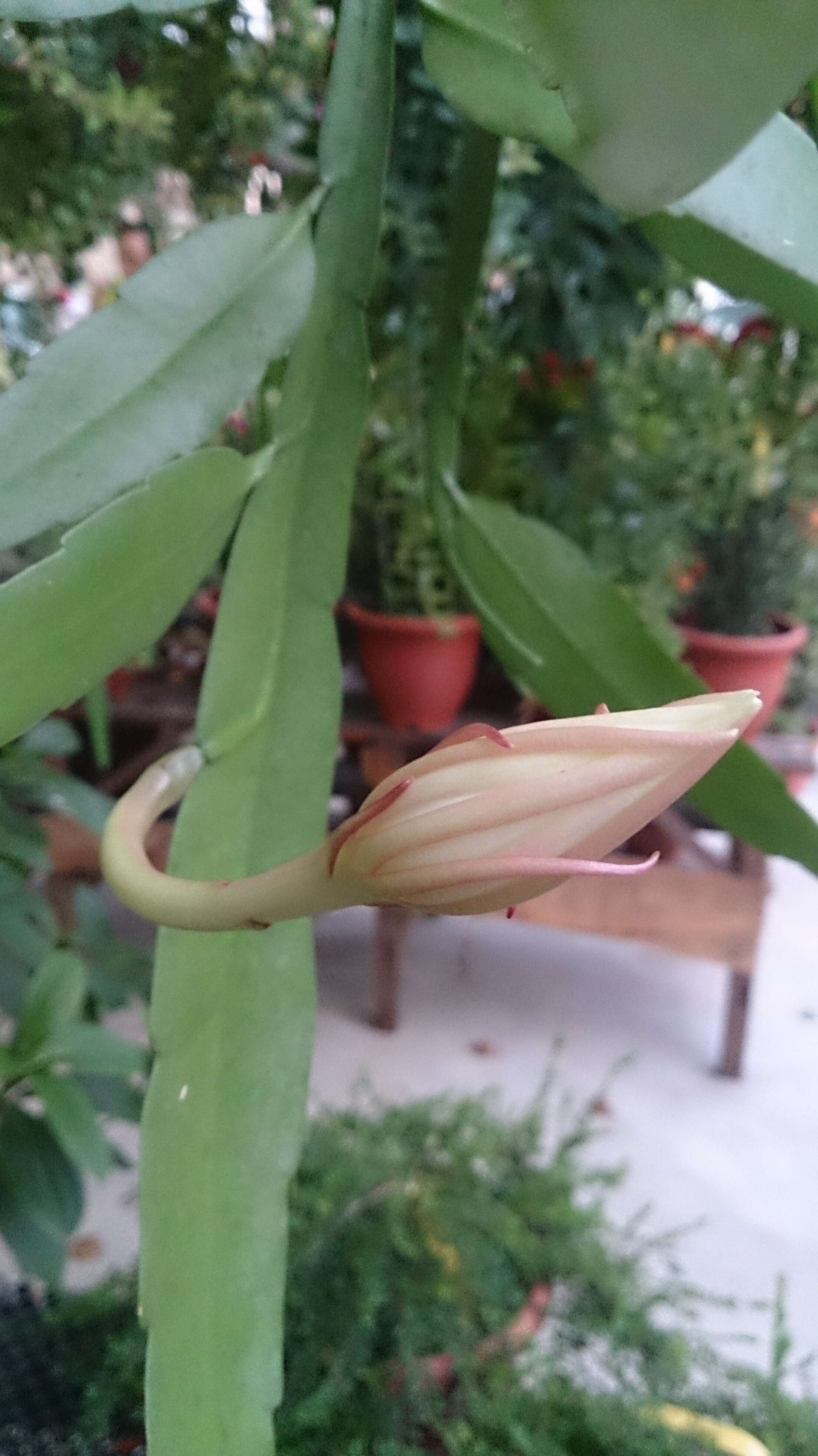 Image of Epiphyllum pumilum Britton & Rose