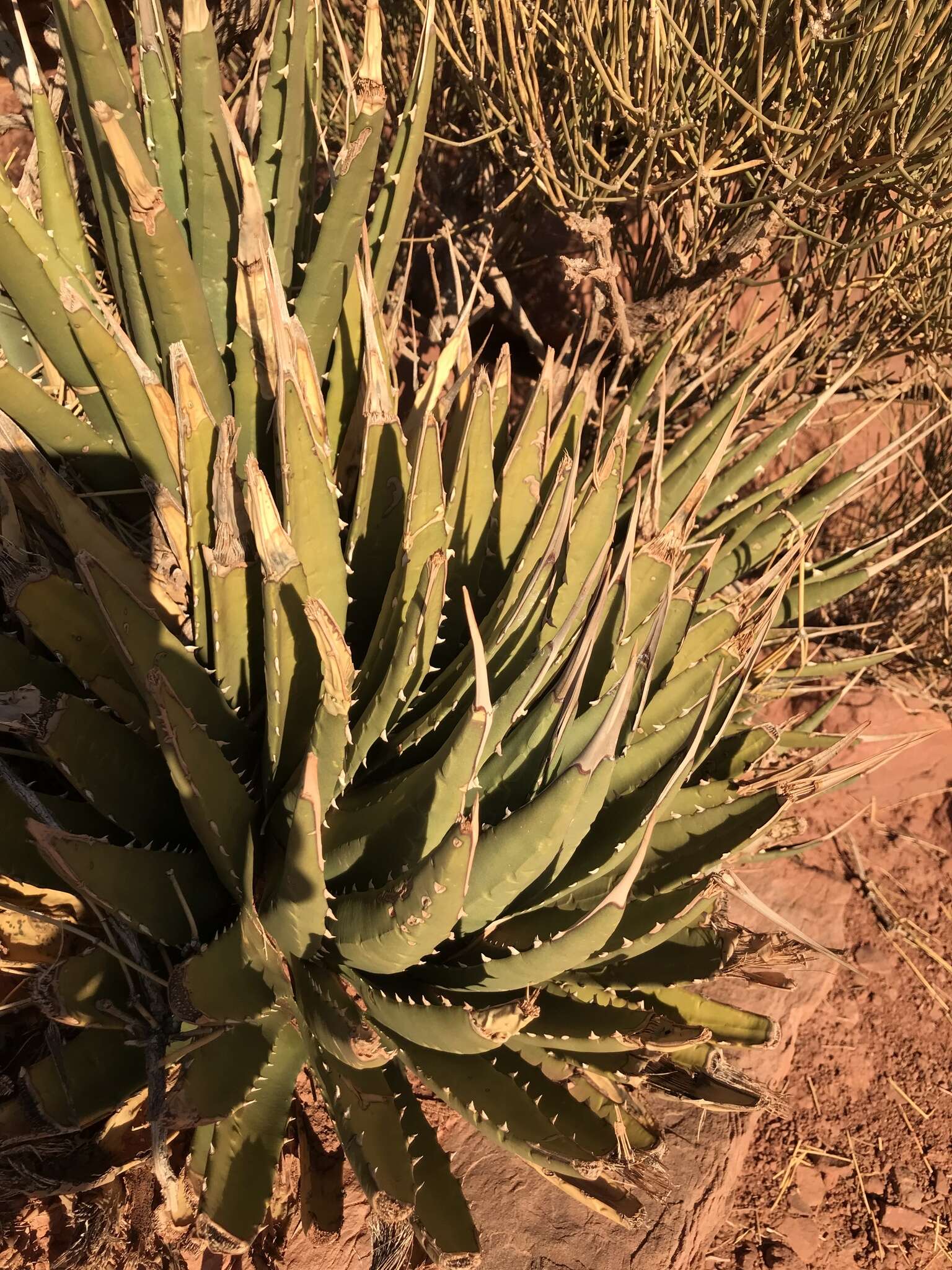 Слика од Agave utahensis subsp. kaibabensis (McKelvey) Gentry