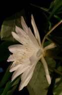 Image of Epiphyllum pumilum Britton & Rose