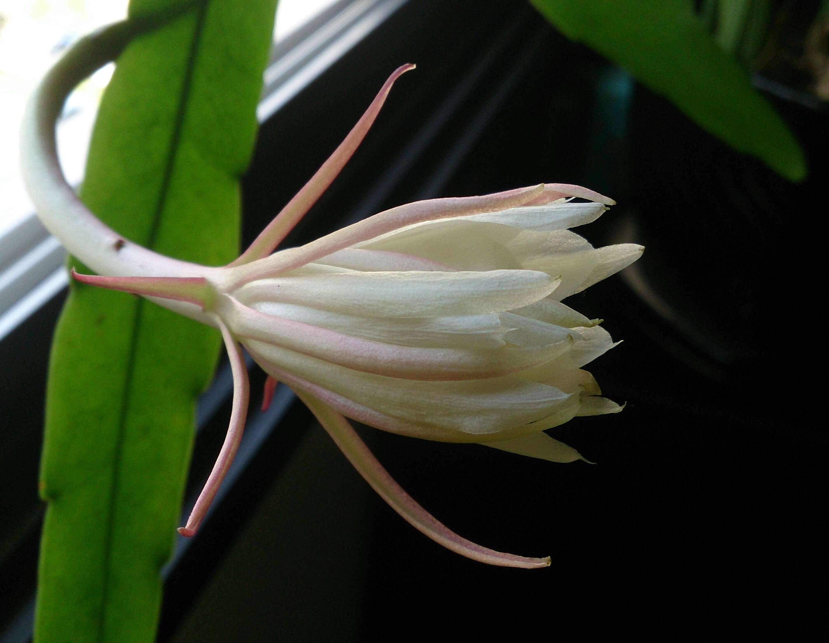 Image of Epiphyllum pumilum Britton & Rose