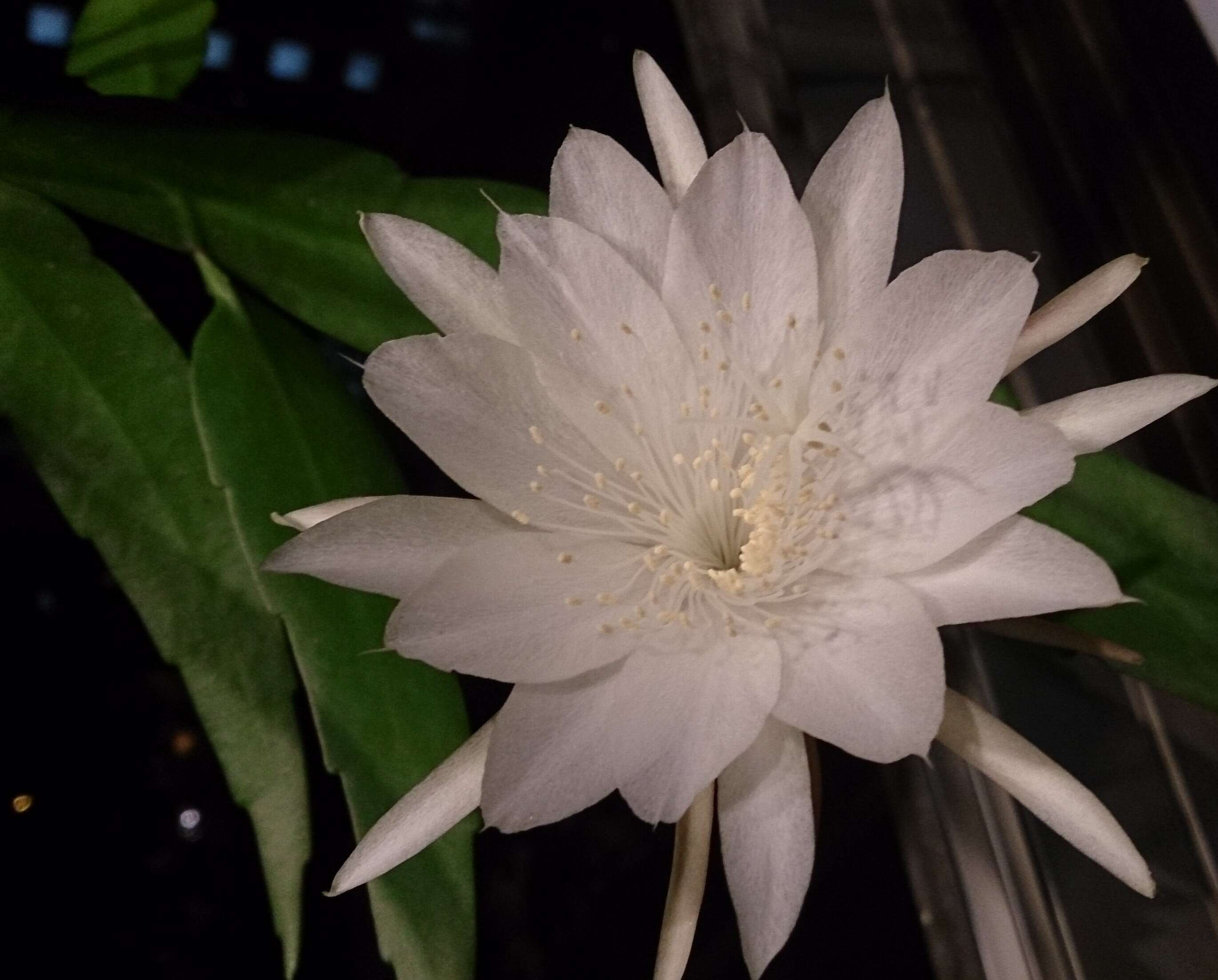 Image of Epiphyllum pumilum Britton & Rose