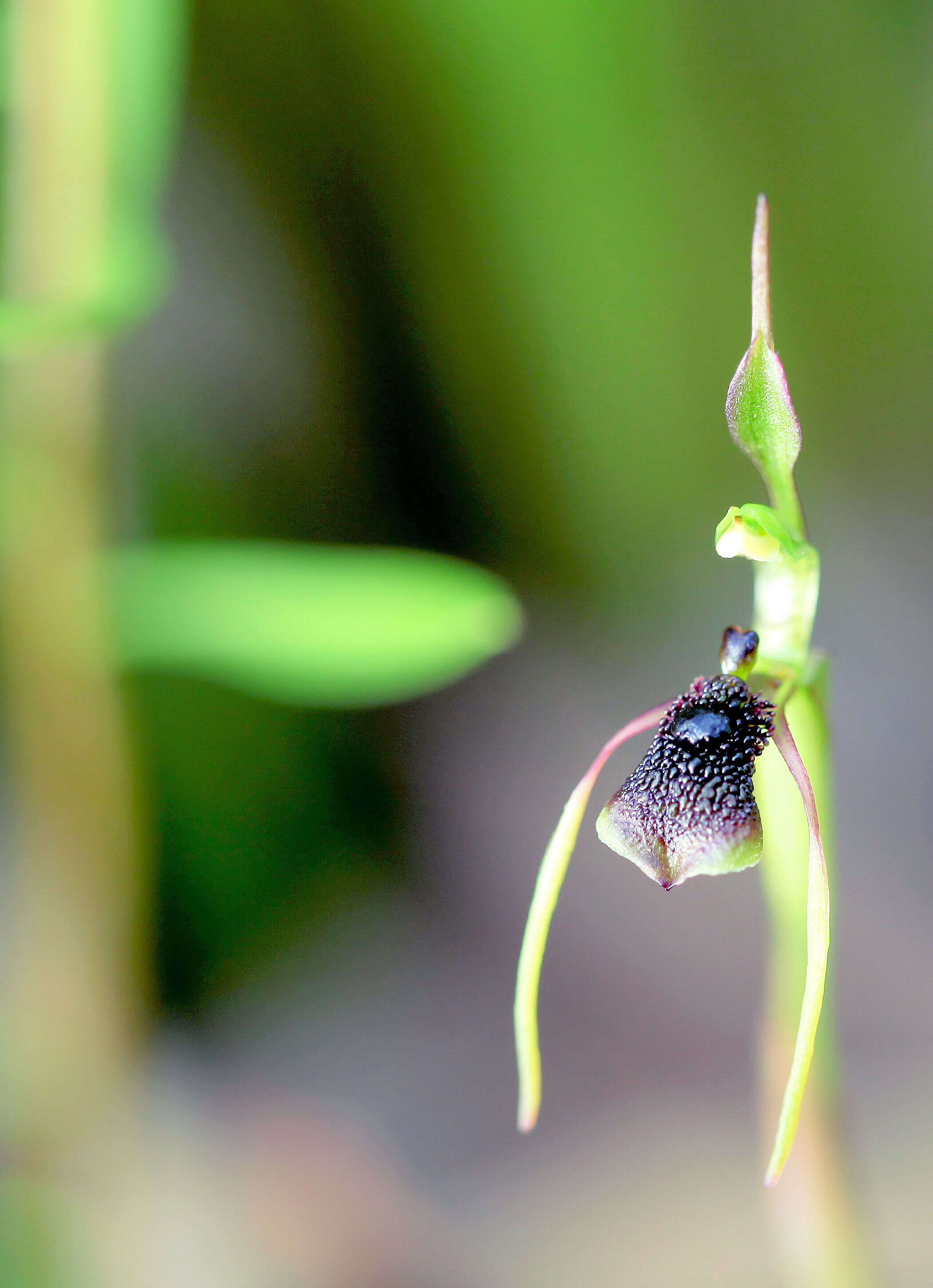 Image of Common ant orchid