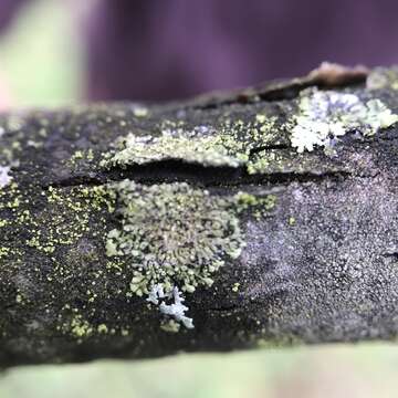 Image of Shadow-crust lichens