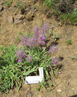 Image of Stachys lavandulifolia Vahl