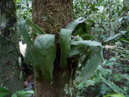 Image of wild birdnest fern