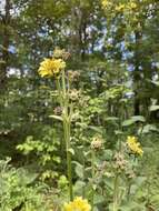 Image de Silphium mohrii Small