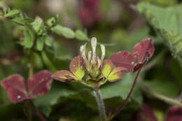 Trifolium clypeatum L.的圖片