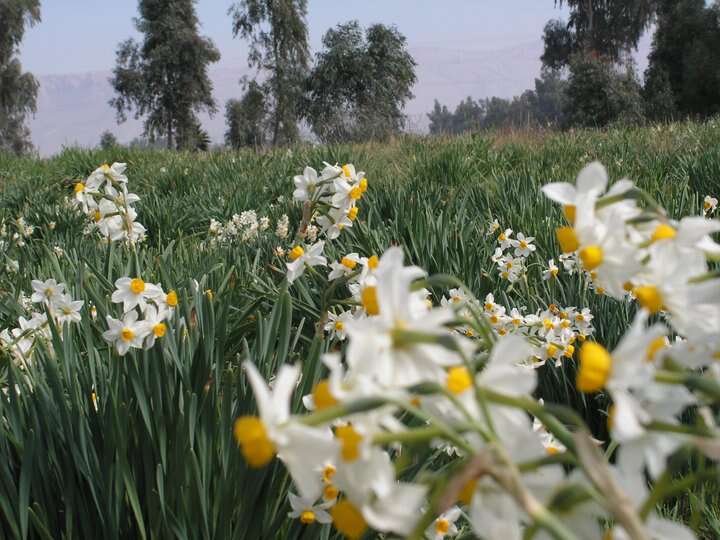 Image of cream narcissus