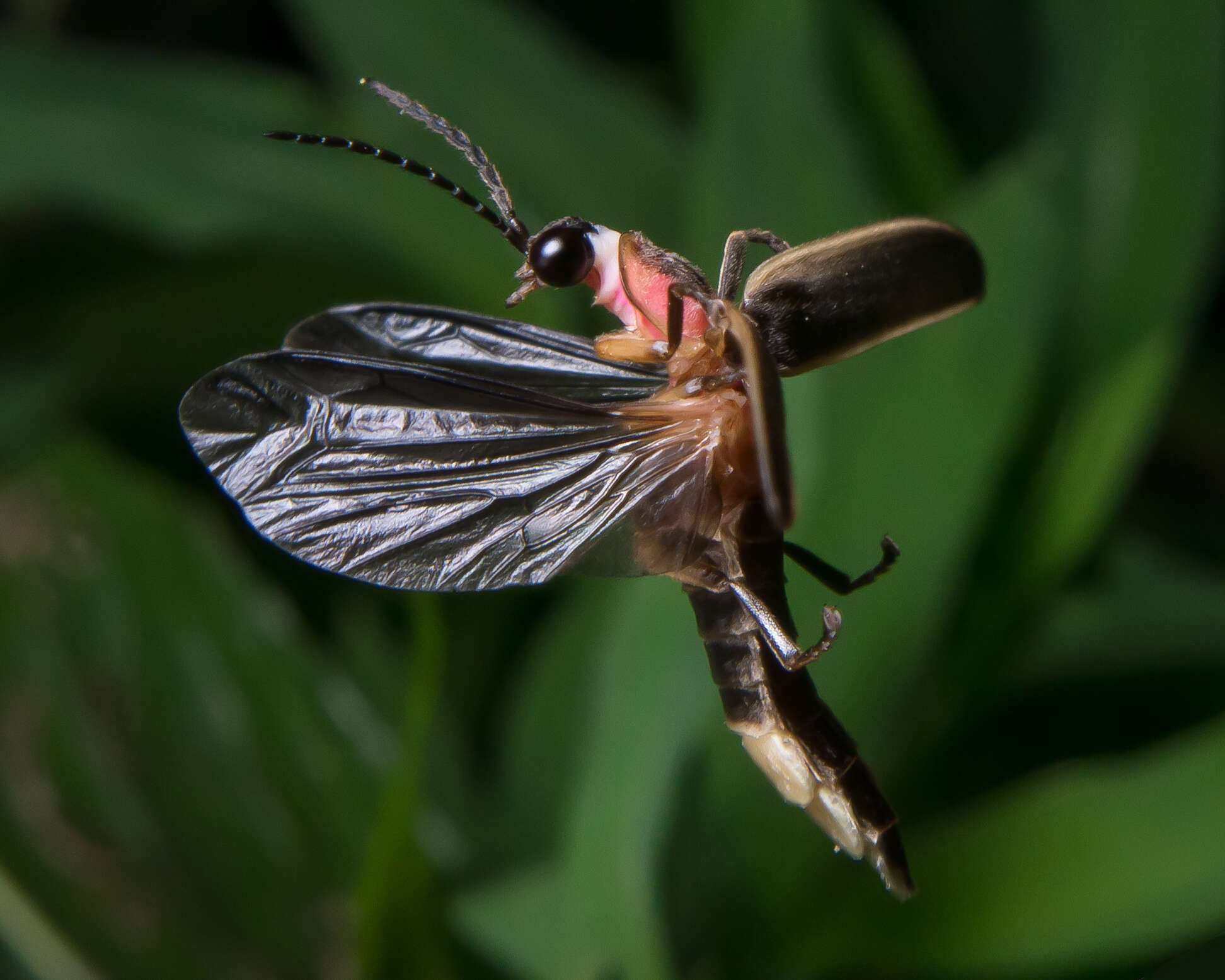 Image of common eastern firefly