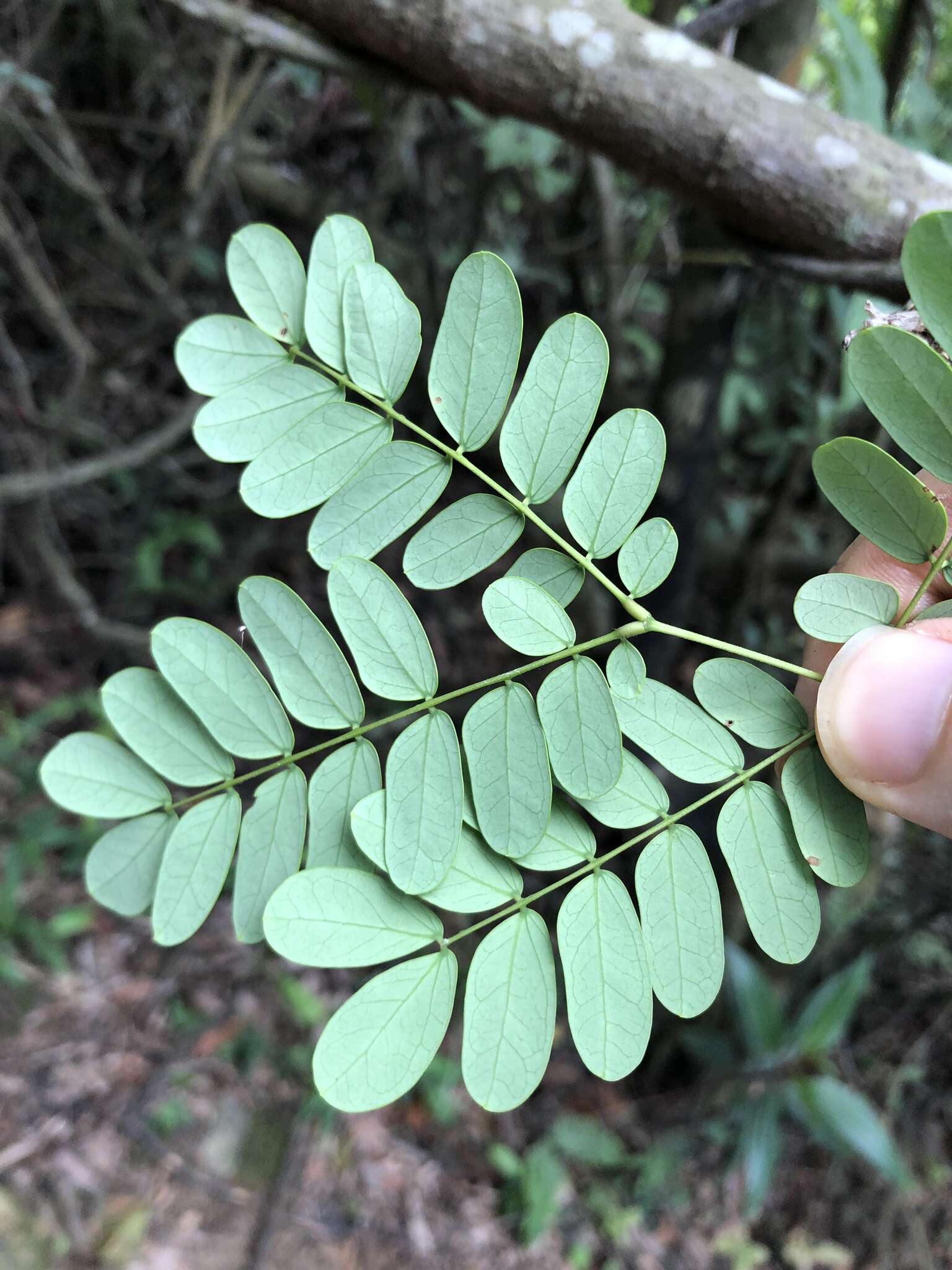 Слика од Albizia corniculata (Lour.) Druce