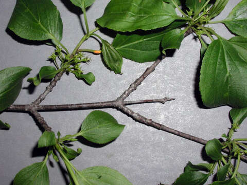 Image of common buckthorn