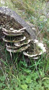 Image of Trametes gibbosa (Pers.) Fr. 1838