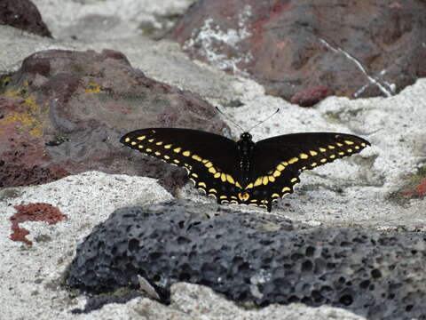 Image of Black Swallowtail