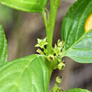 Image of Rhamnus alnifolia