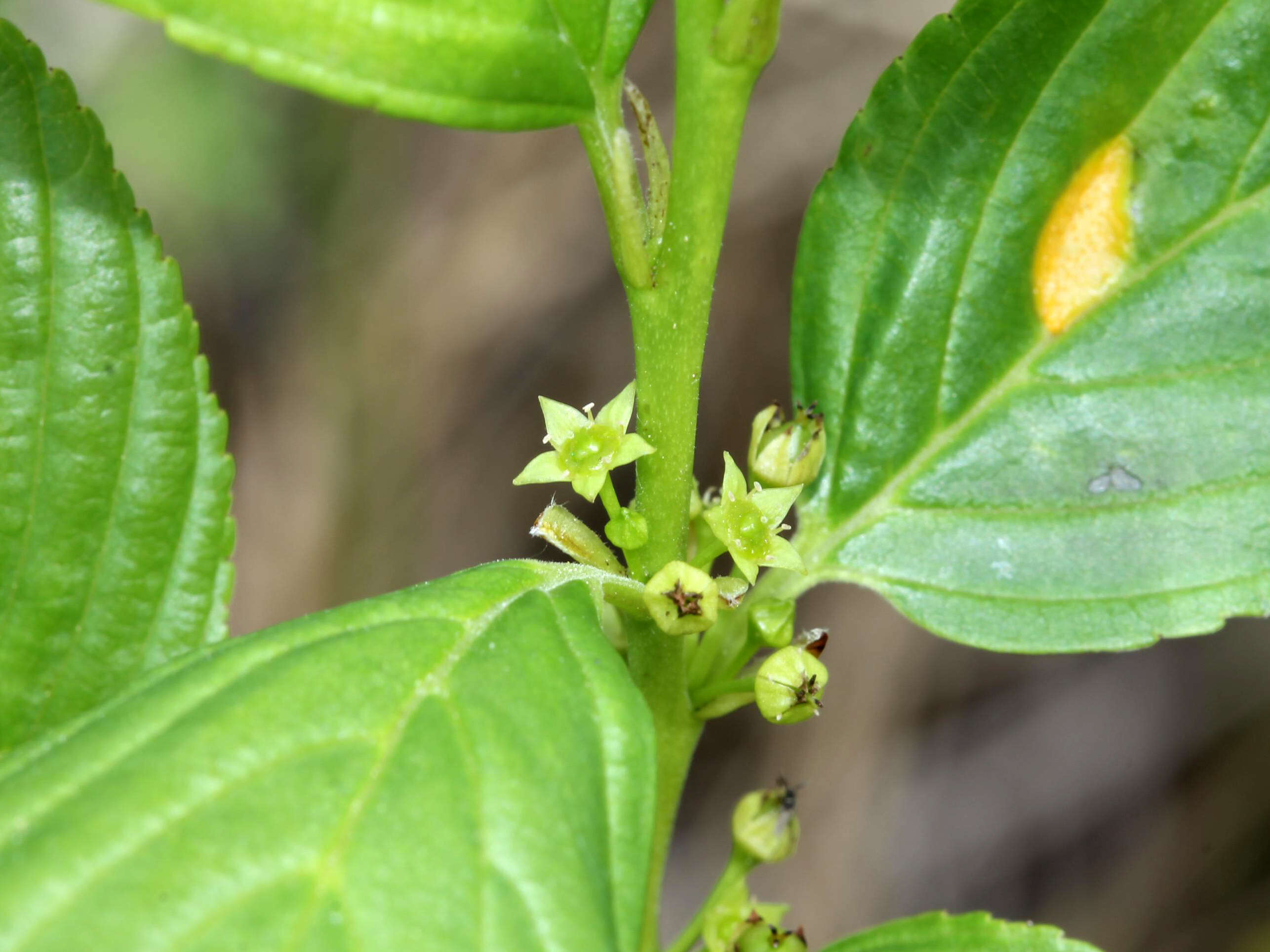 Image of Rhamnus alnifolia