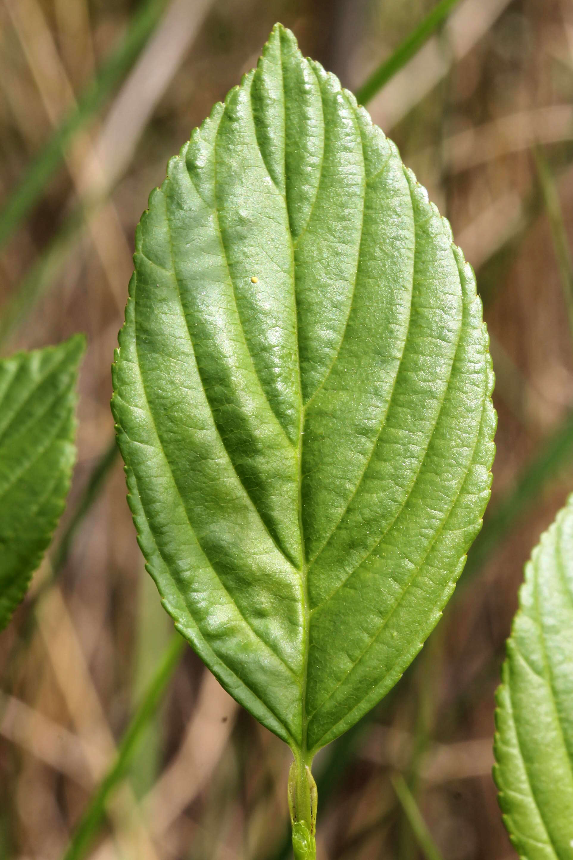 Image of Rhamnus alnifolia