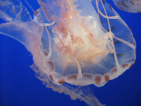 Image of Atlantic sea nettle