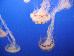 Image of purple-striped jellyfish