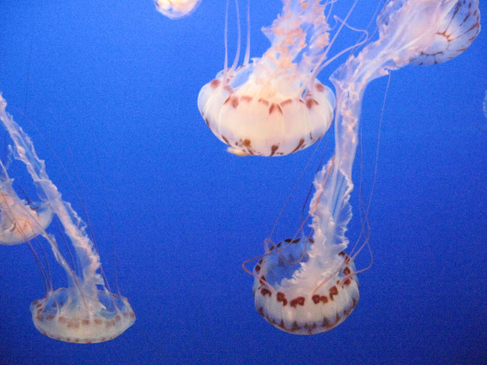 Image of purple-striped jellyfish