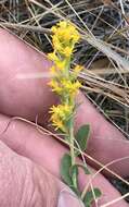 Image of velvety goldenrod