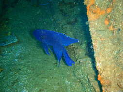 Paraplesiops meleagris (Peters 1869) resmi