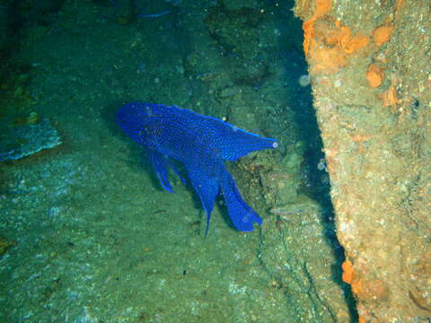 Paraplesiops meleagris (Peters 1869) resmi