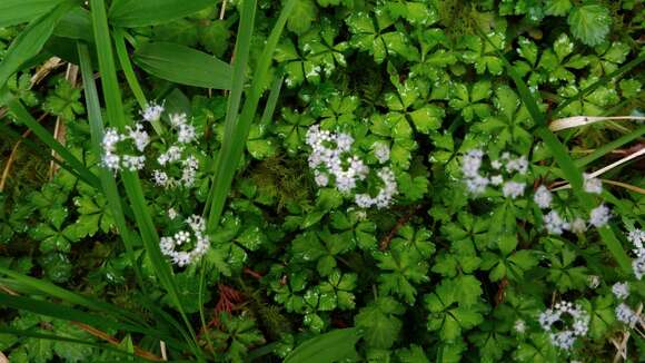 Image of Sanicula petagnioides Hayata