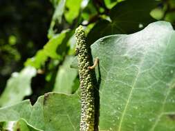 Image of Kawakawa looper moth