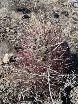 صورة Sclerocactus polyancistrus (Engelm. & J. M. Bigelow) Britton & Rose