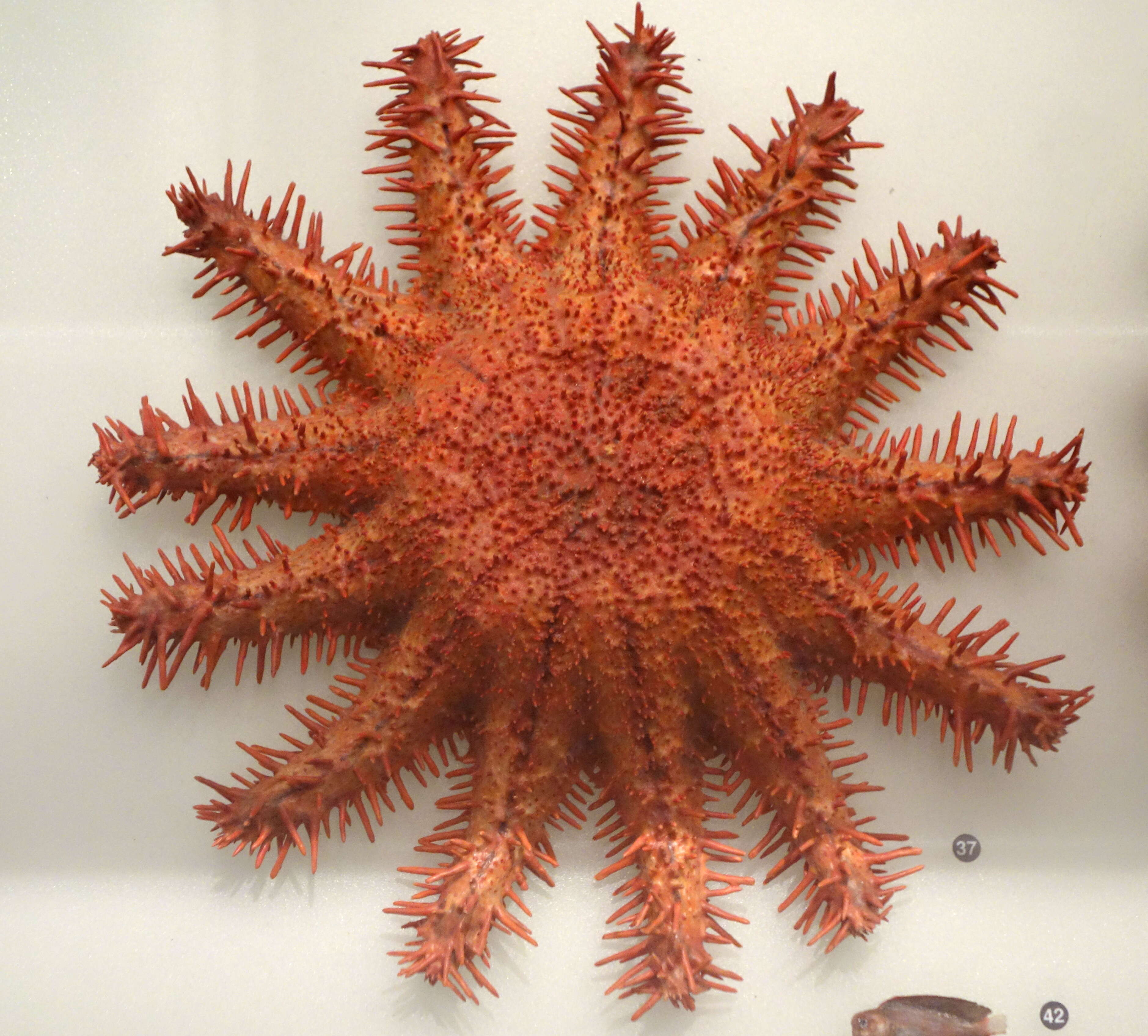 Image of crown-of-thorns starfish