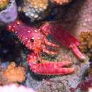 Image of Hawaiian Red Lobster