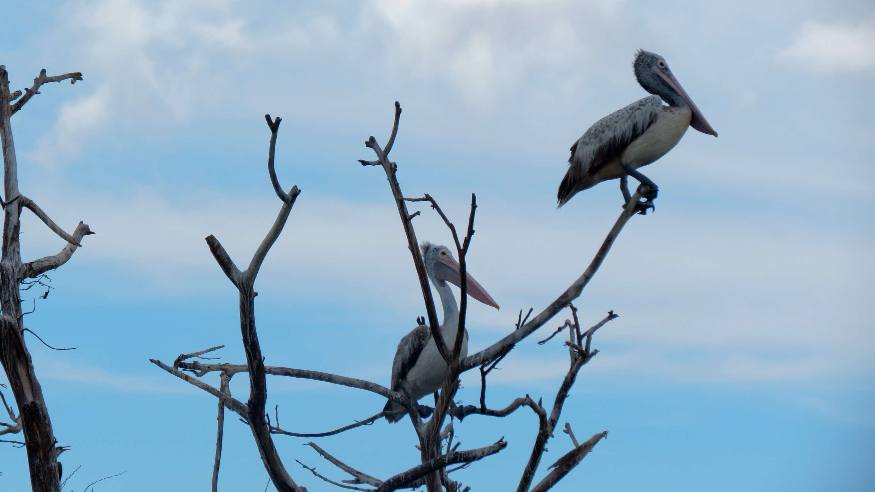 Image of Grey Pelican