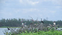 Image of Grey Pelican