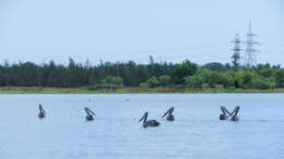 Image of Grey Pelican