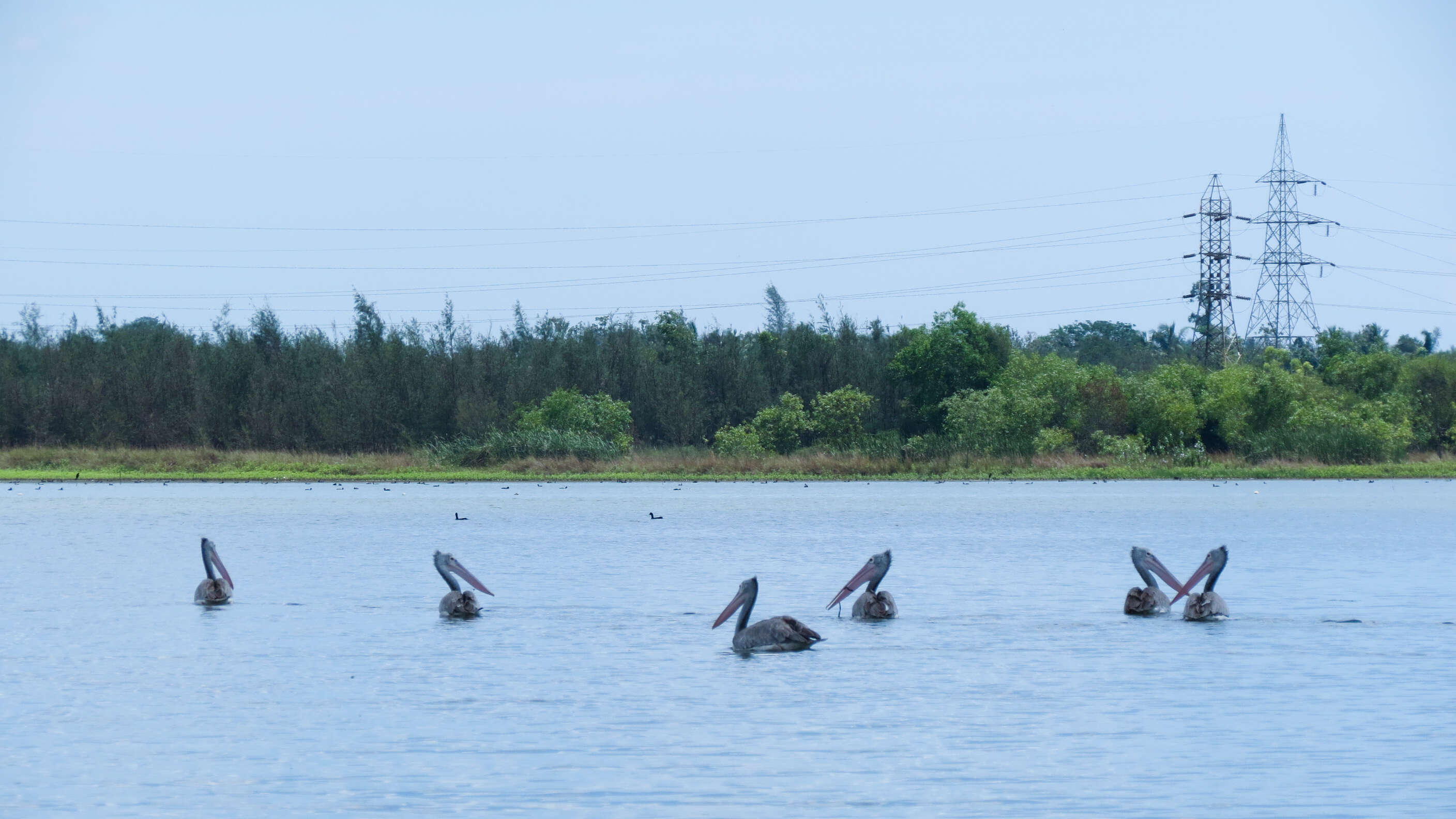 Image of Grey Pelican