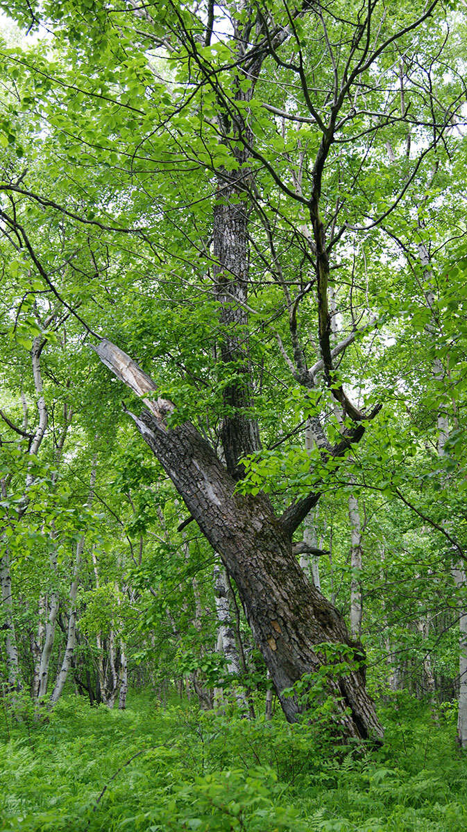 Image of Populus suaveolens Fisch.