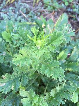 صورة Scabiosa africana L.