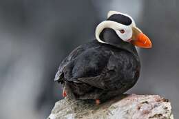 Image of Tufted Puffin