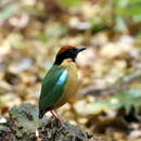 Image of Noisy Pitta