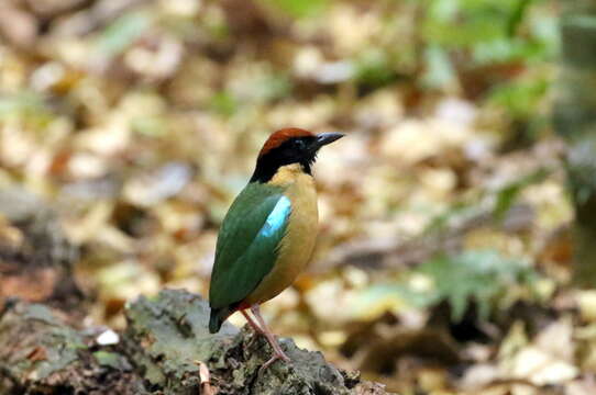 Image of Noisy Pitta