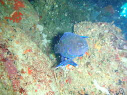 Paraplesiops meleagris (Peters 1869) resmi