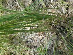 Image of Texas wintergrass